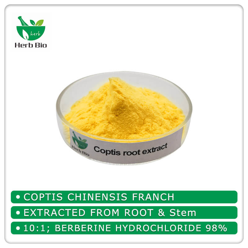 Coptis root extract supplier Xi'an Herb Bio-Tech Co.Ltd