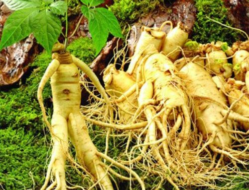Ginseng – one of the most effective Chinese herbal supplements