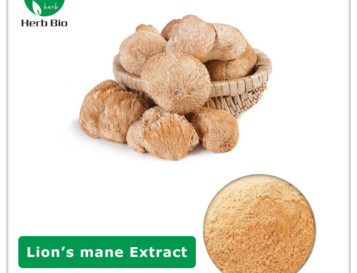 Lion’s Mane Extract
