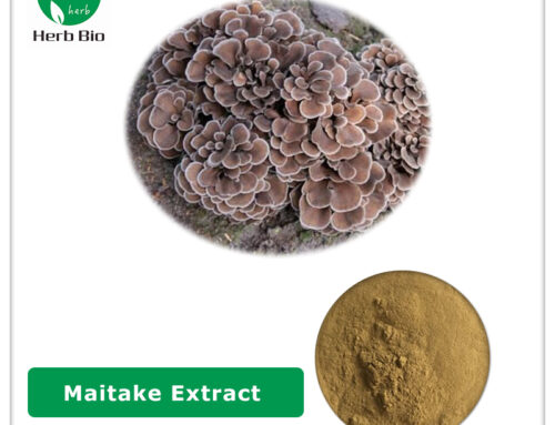 Maitake  Extract