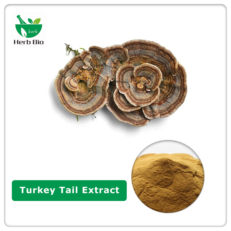 Turkey Tail Extract