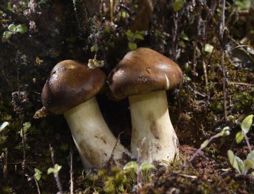 Secrets on Different Types of Mushroom Extracts None Tells!