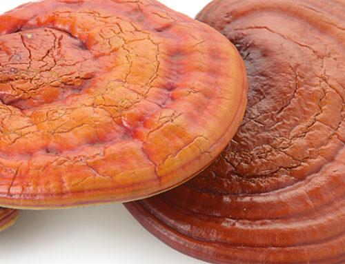 12 benefits of Ganoderma lucidum（Reishi）Extract