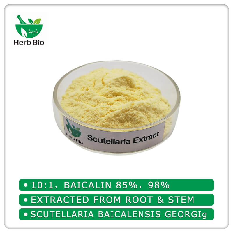 Scutellaria Extract supplier Xi'an Herb Bio-Tech Co.Ltd