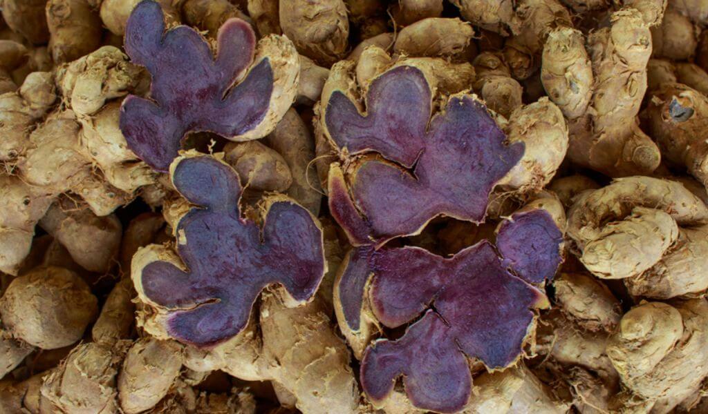 Black ginger extract supplier_ Xi'an Herb Bio-Tech Co.Ltd
