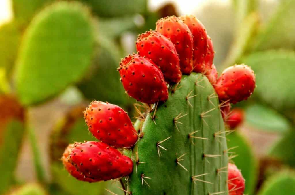 Cactus Fruit Powder supplier Xi'an Herb Bio-Tech Co.Ltd