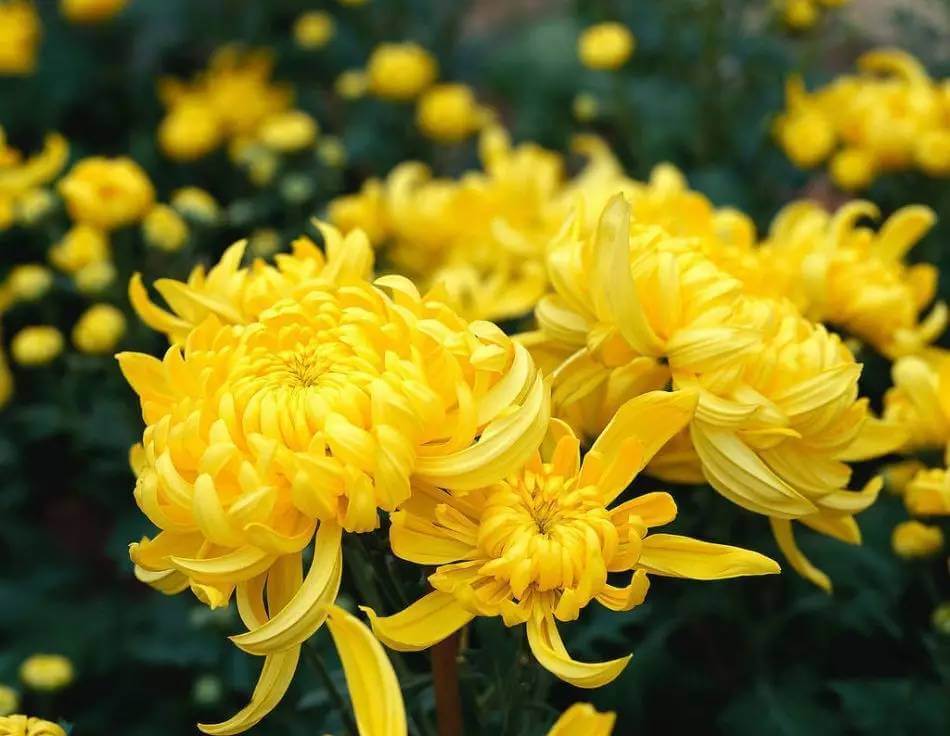 Chrysanthemum extract supplier