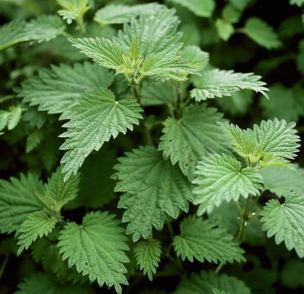 Nettle extract supplier Xi'an Herb Bio-Tech Co.Ltd