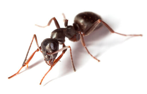 black-ant-extract-supplier Herb bio