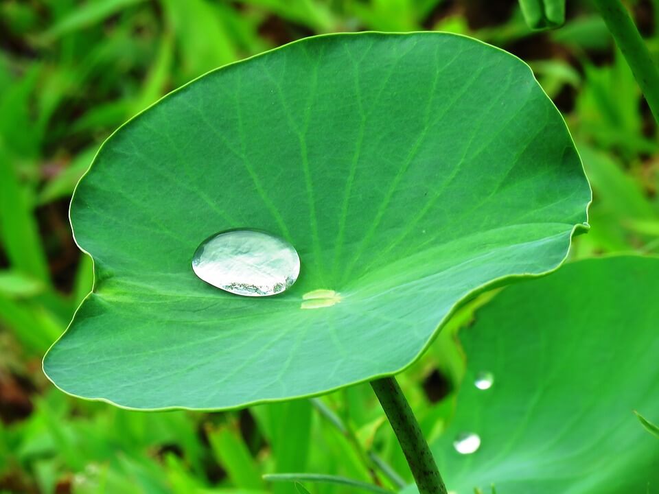 lotus-leaf-extract supplier _Herb Bio