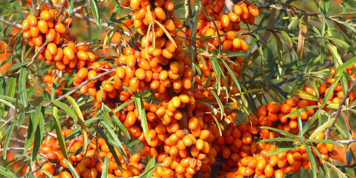 sea buckthorn powder wholesale