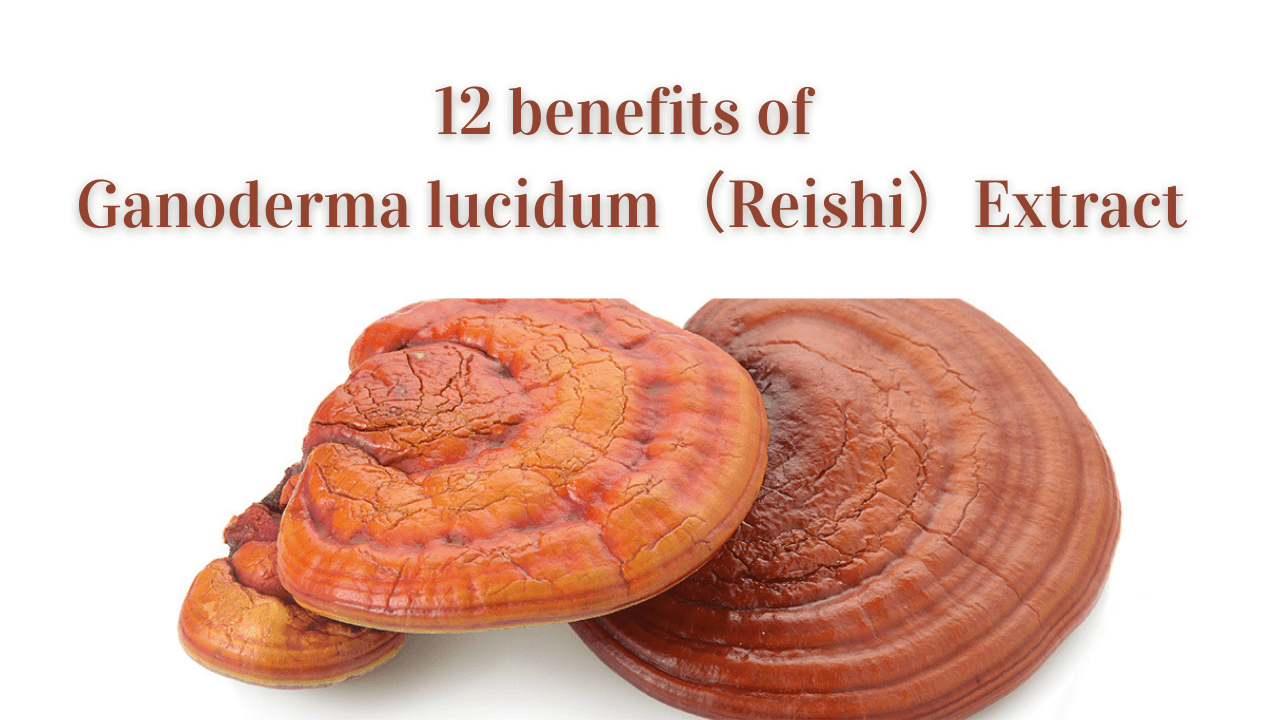 12 Benefits Of Ganoderma Lucidum（Reishi）Extract - Herb Bio (Herbal ...