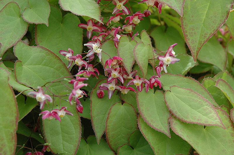 Epimedium