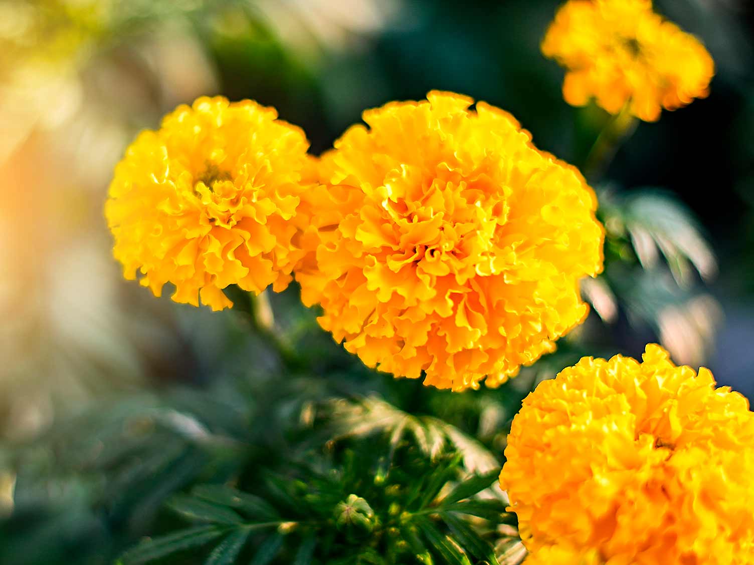 marigold extract _Xi'an Herb Bio-Tech Co.Ltd