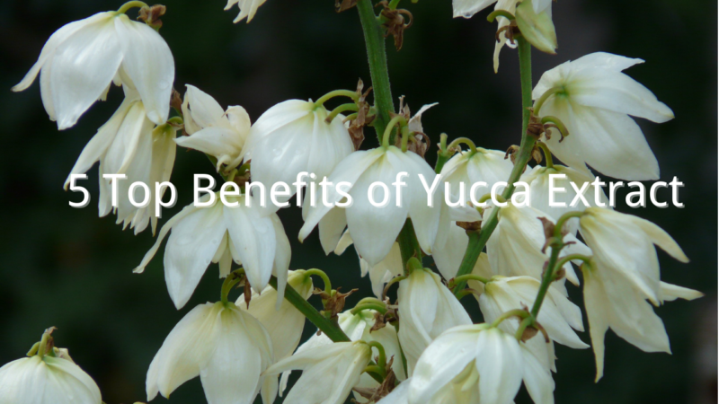 Yucca Extract