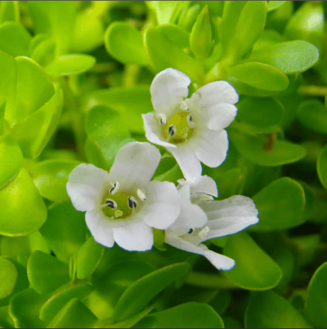 Bacopa Extract