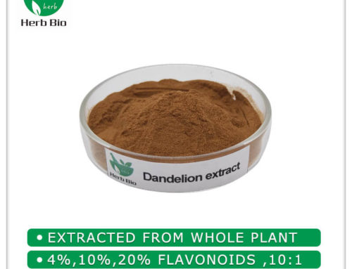 Dandelion extract