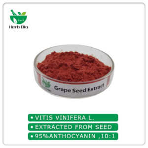 Grape Seed Extract