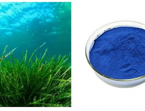 Do you know about the dark blue powder with multiple functions – phycocyanin?