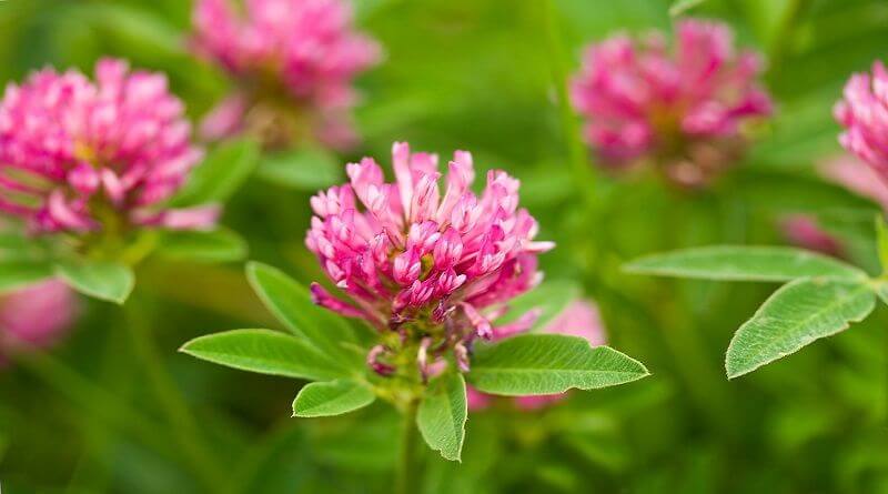 Red clover extract