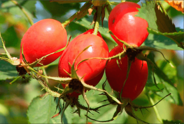 Rosehip Extract