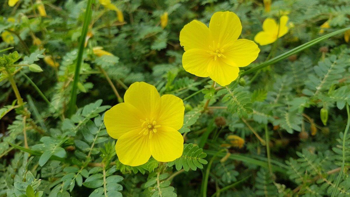 Tribulus terrestris extract