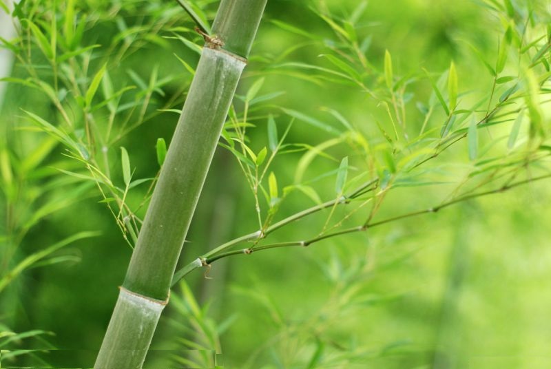 Bamboo Extract