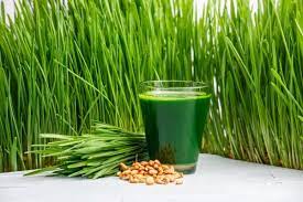 Wheat Grass Powder