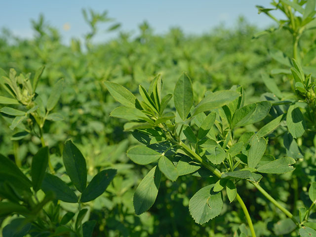 Alfalfa Powder