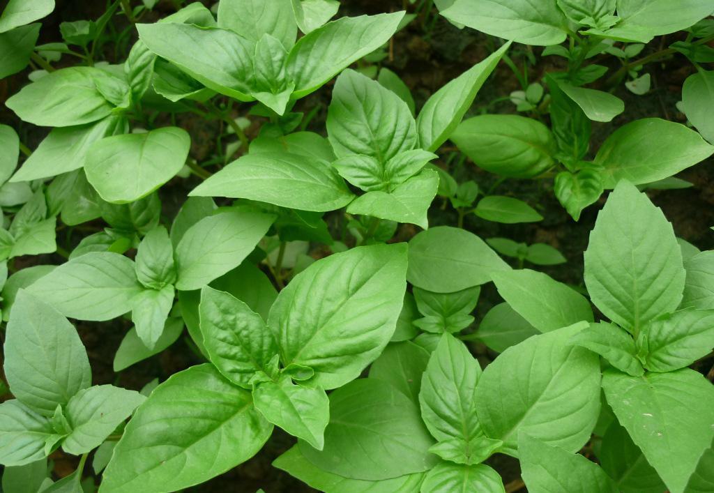 Basil Extraxt