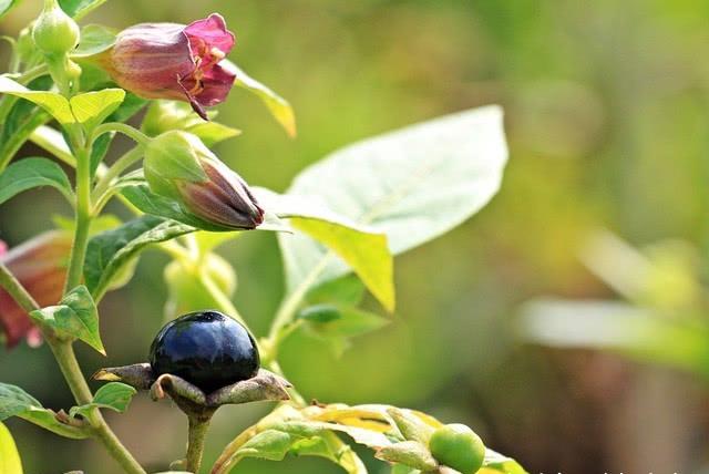 Belladonna Extract