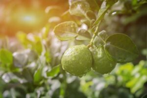 Bergamot Powder