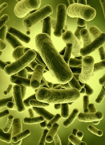 Bifidobacterium Lactis