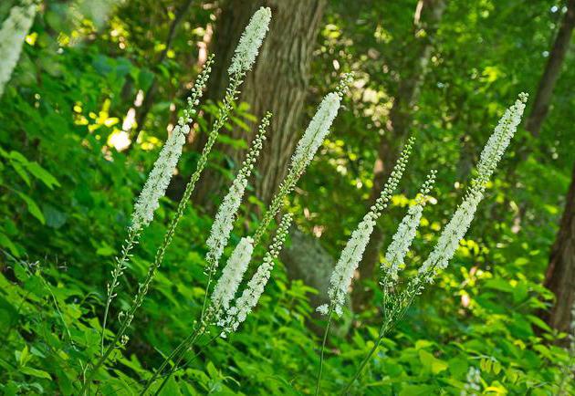 Black cohosh extract