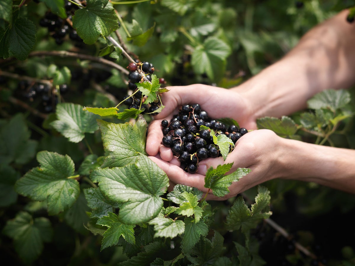 Blackcurrant Powder