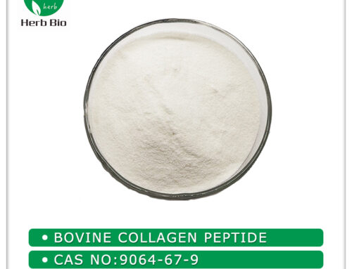 Bovine Collagen Peptide