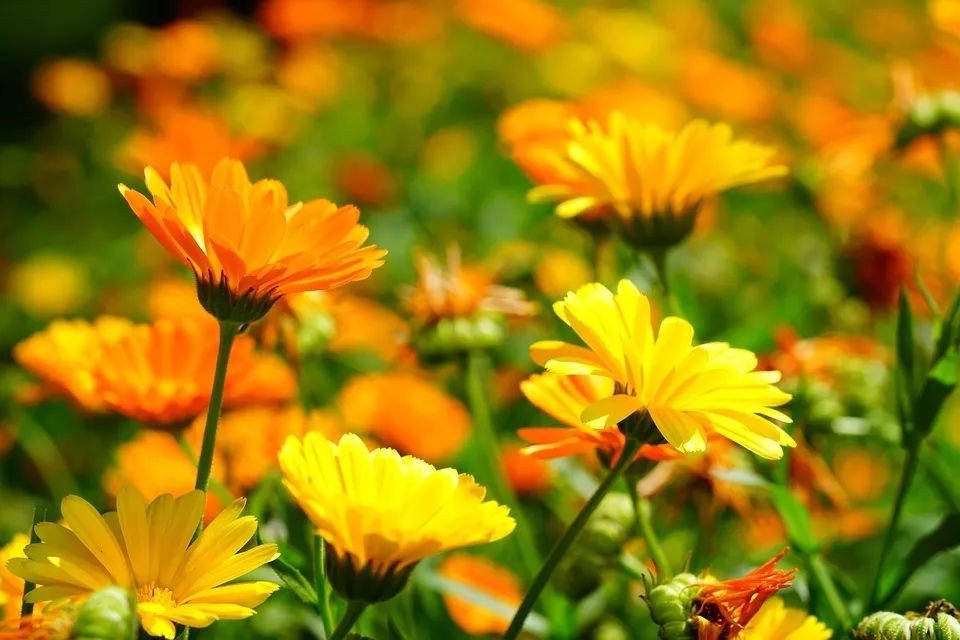 Calendula extract