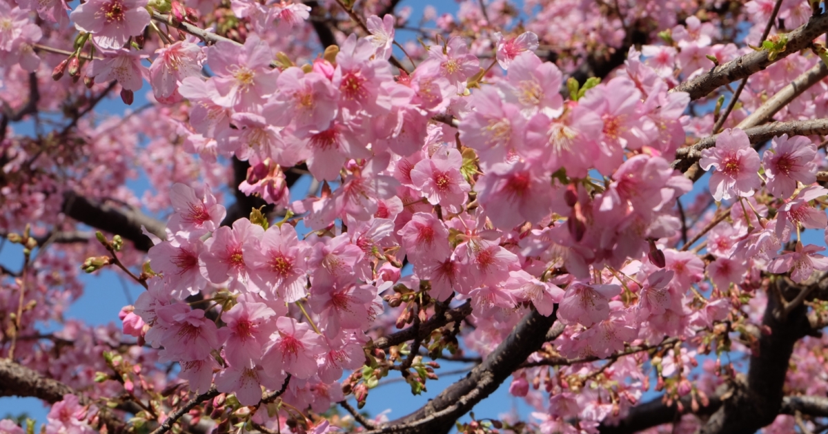 Cherry Blossom Powder