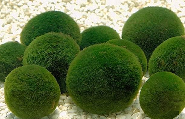 Chlorella Powder