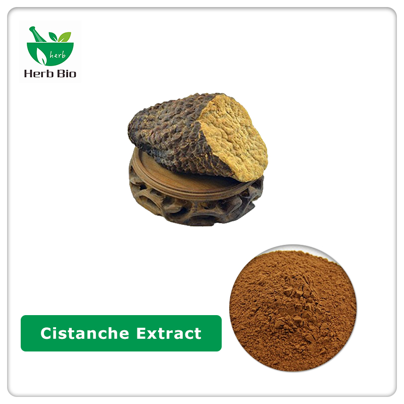 Cistanche extract