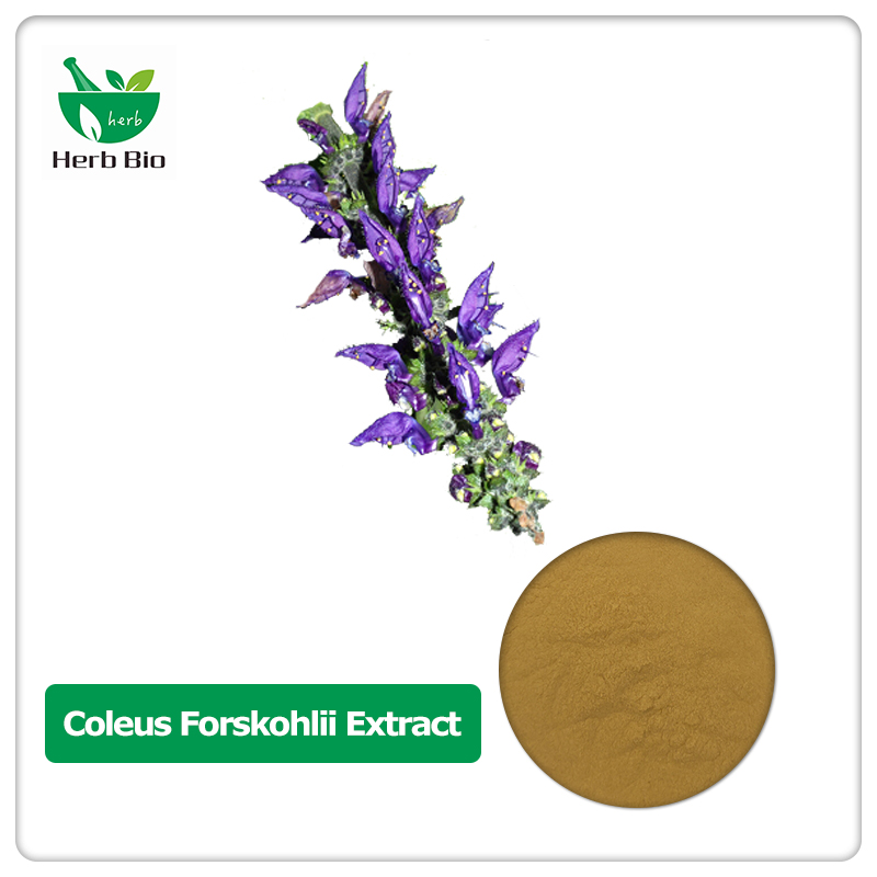 Coleus Forskohlii Extract