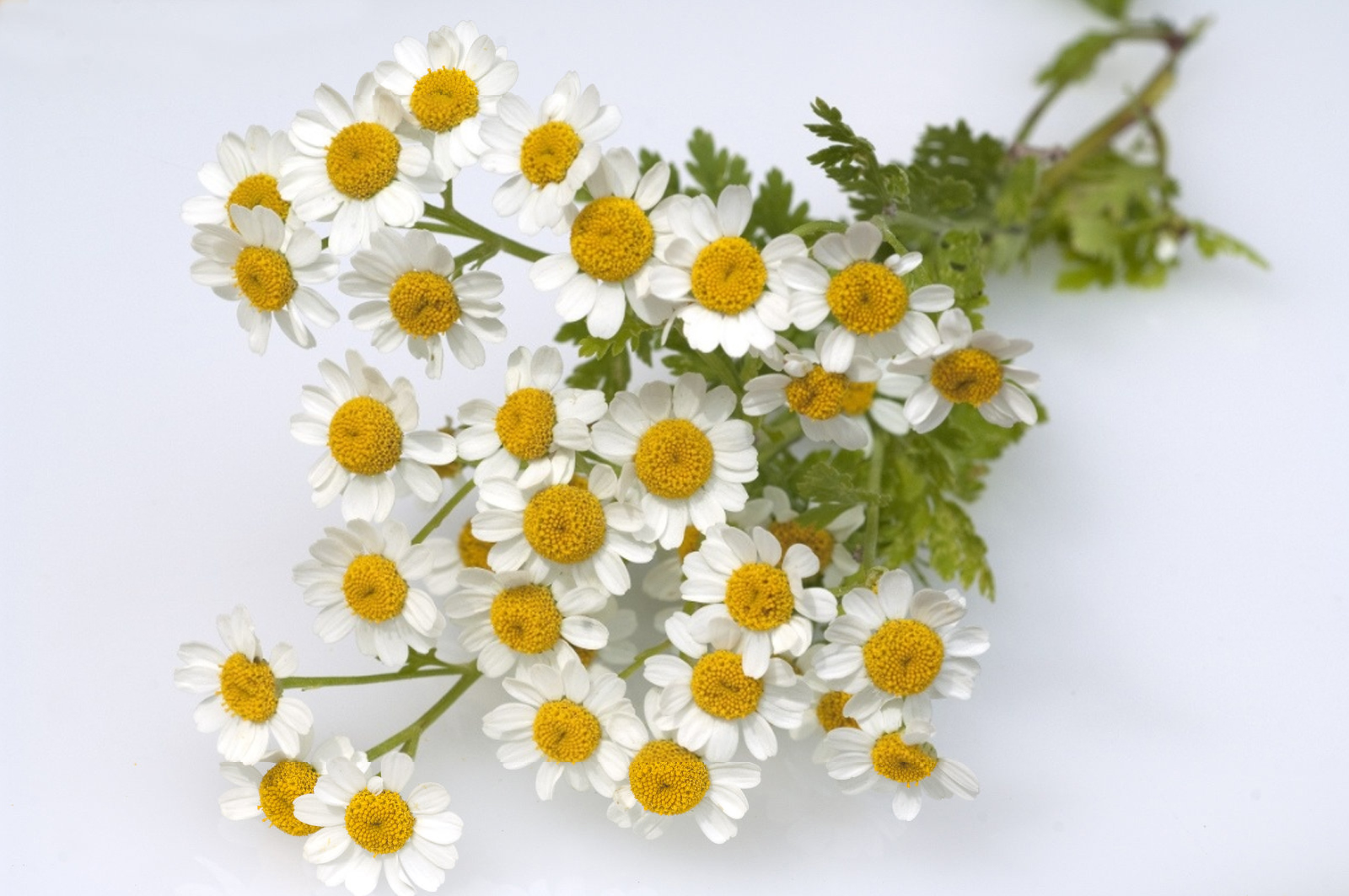 Feverfew Extract