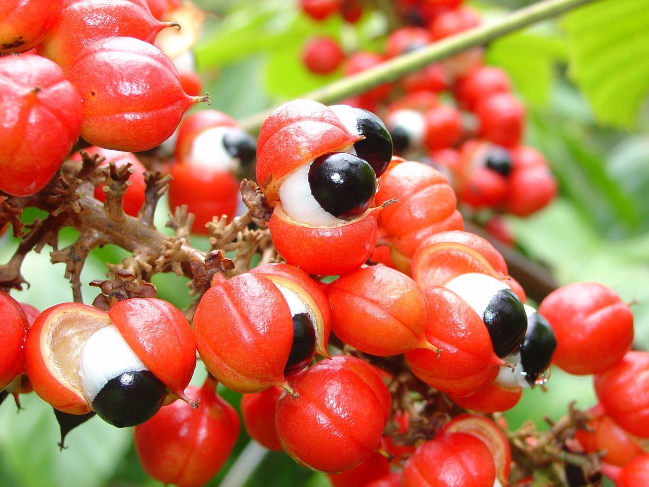 Guarana Extract