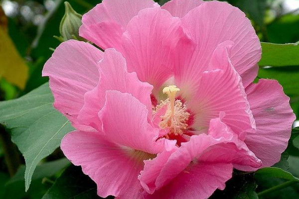 Hibiscus Flower Extract