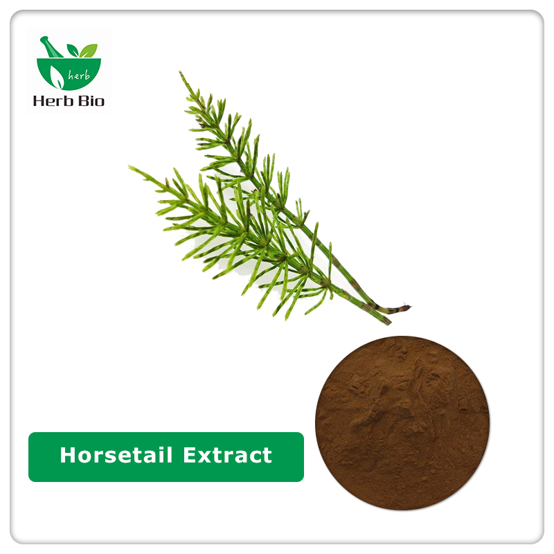 Horsetail Extract