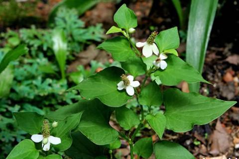 Houttuynia cordata extract