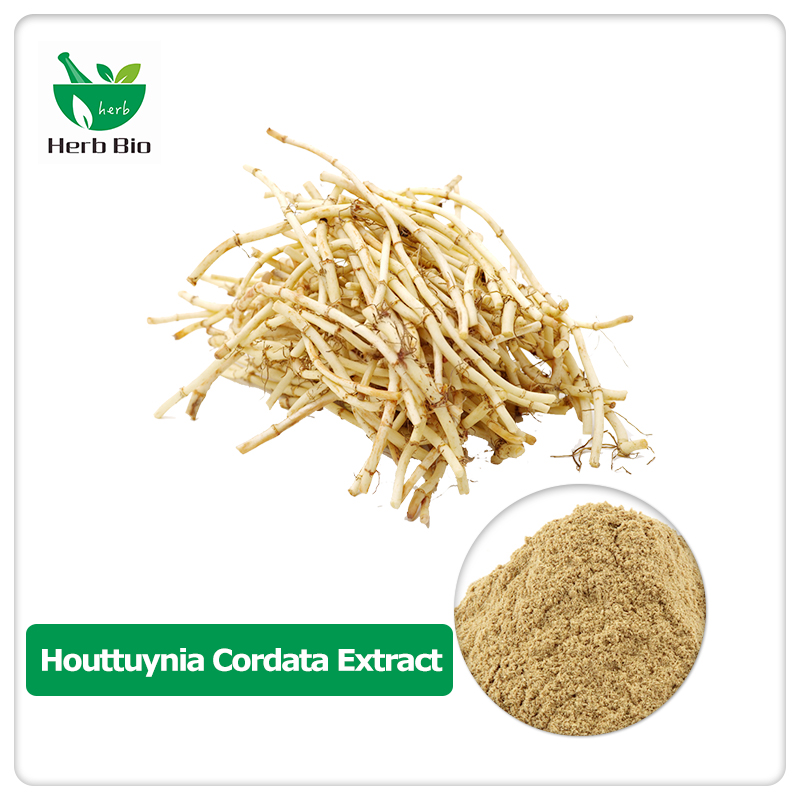 Houttuynia cordata extract