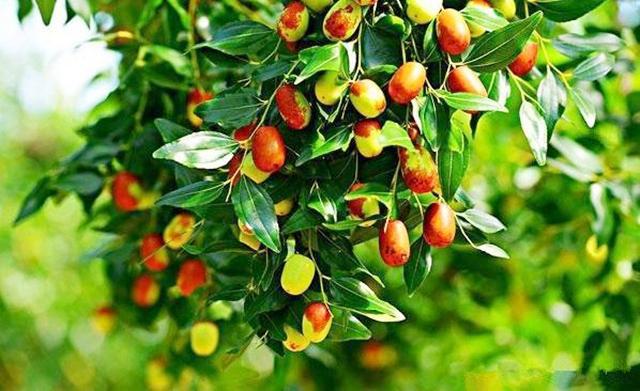 Jujube Extract