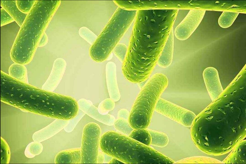 Lactobacillus Acidophilus