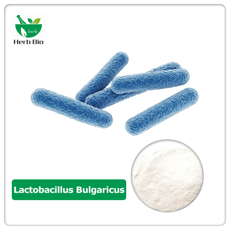 Lactobacillus Bulgaricus